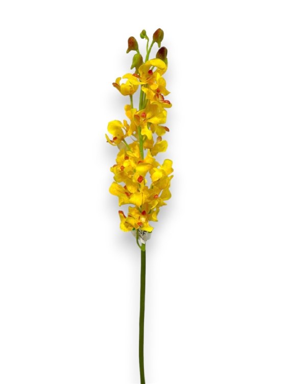 VANDA ORCHID-YELLOW