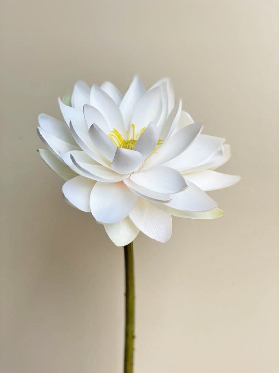 WATER LILY LOTUS-WHITE