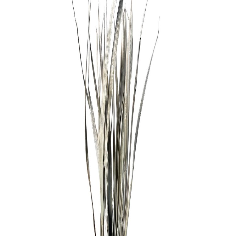 CACHO TALL GRASS-WHITE