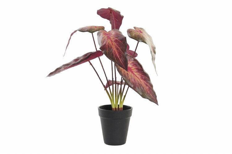 ALOCASIA PLANT- RED