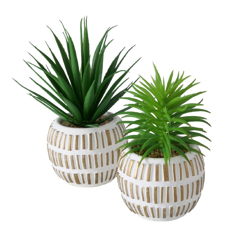 ALOE PLANT IN ROUND WHITE POT