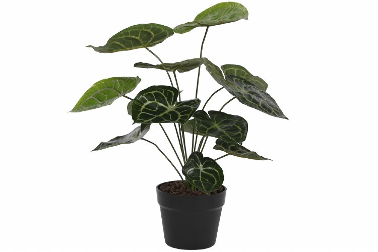 ANTHURIUM GREEN PLANT