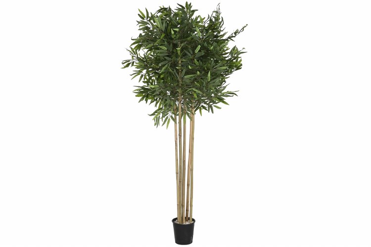 GREEN BAMBOO PLANT 5.9FT