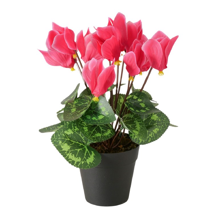 BLOSSOMS IN POT PLANTER