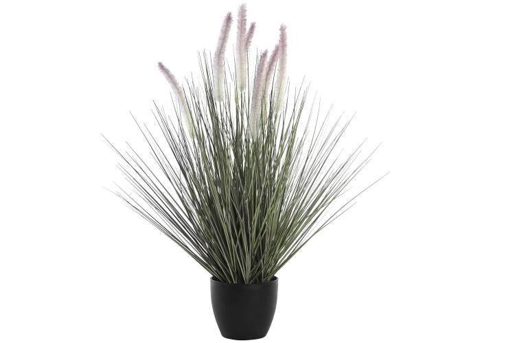 DOG TAIL PLANT- LILAC 2FT