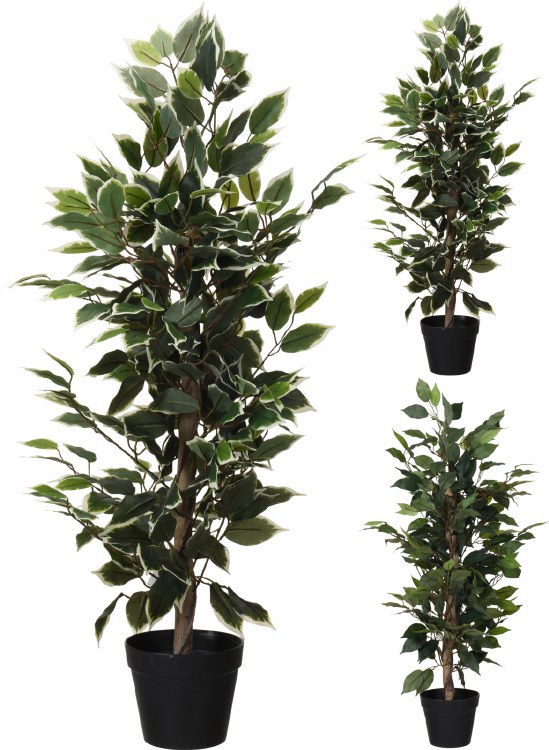 FICUS PLANT IN POT-SMALL