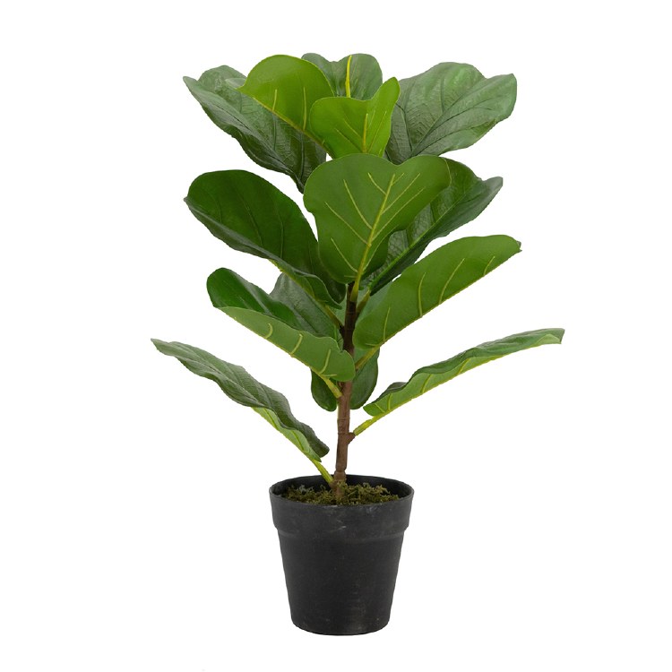 FIDDLE LEAF PLANT