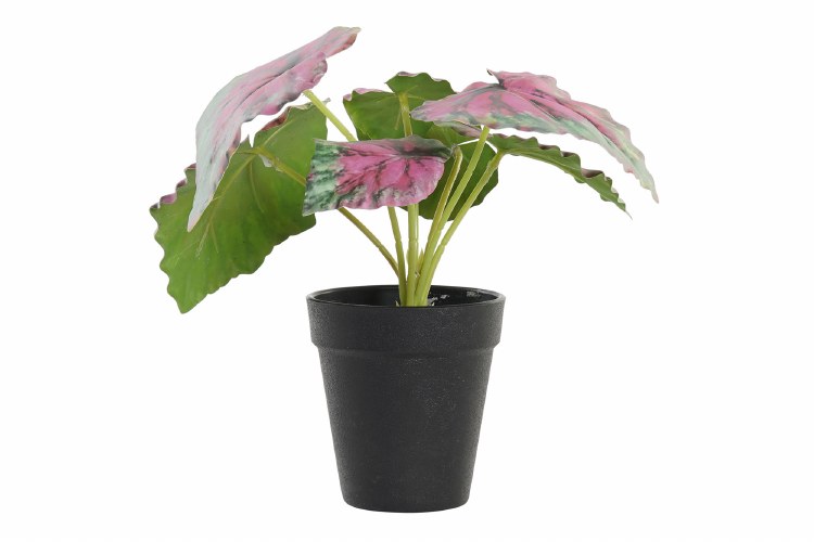 GREEN & RED LEAF PLANT