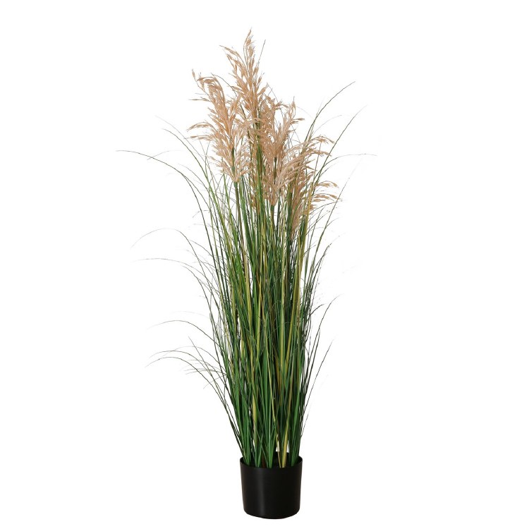 GRASS IN POT