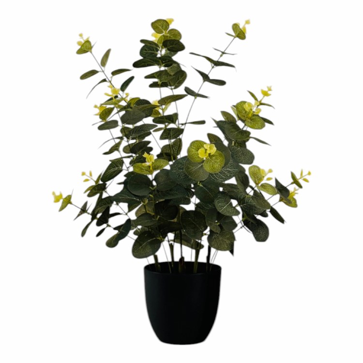 MONEY LEAF PLANT