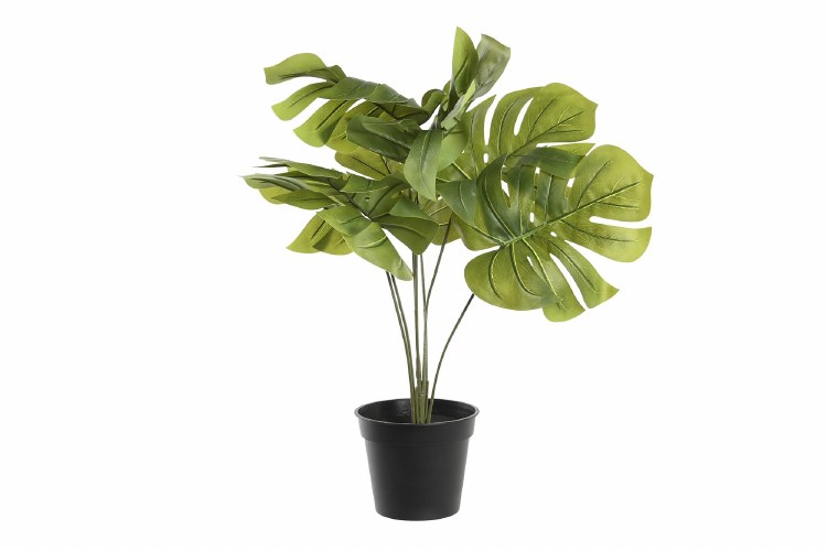 MONSTERA PLANT GREEN