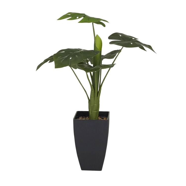 MONSTERA PLANT IN TALL POT