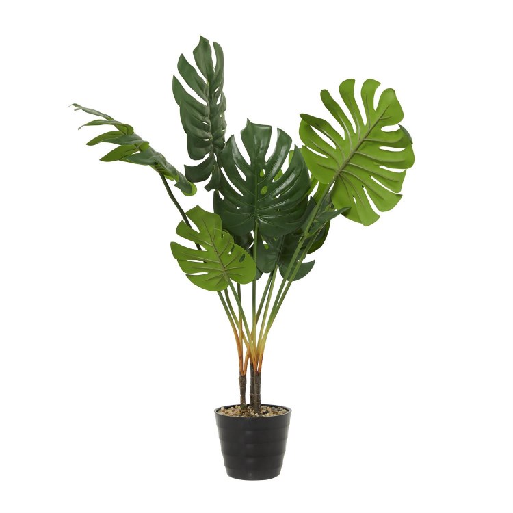 MONSTERA PLANT IN POT
