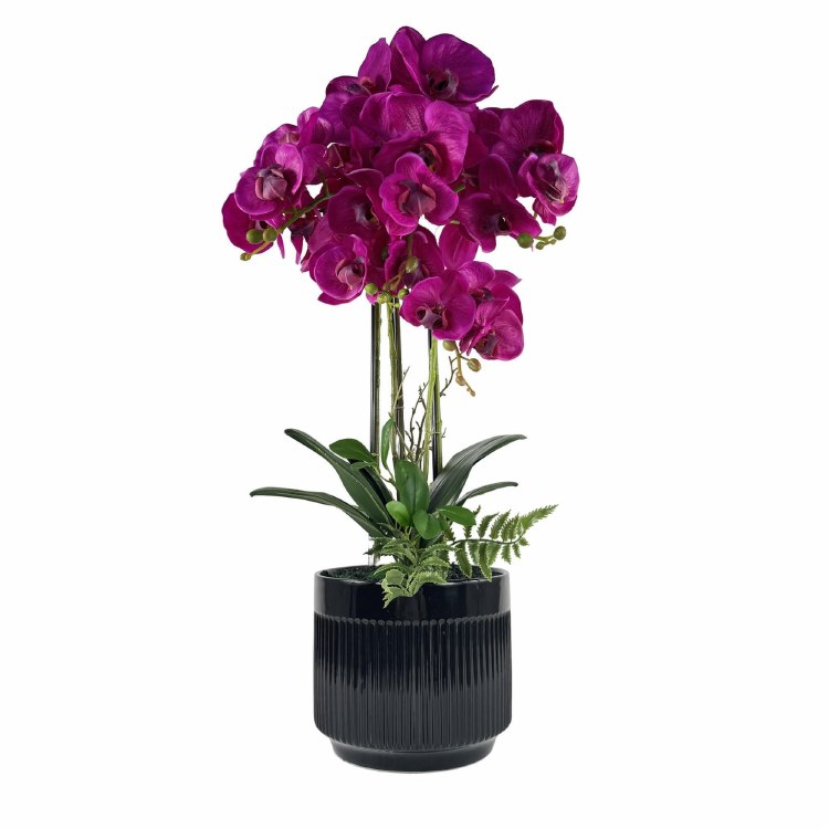 PHALAENOPSIS FUSCHIA PLNT
