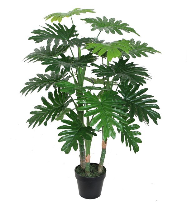 PHILODENDRON GREEN PLANT