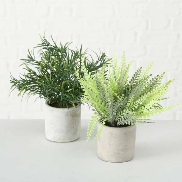 ROSEMARY & FERN PLANT IN POT