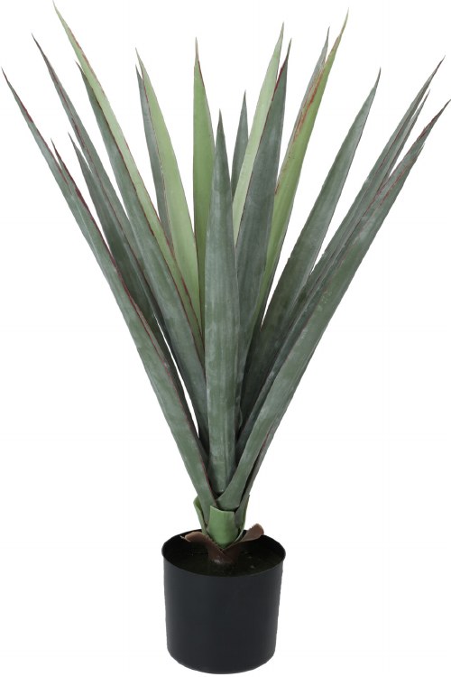 SISAL PLAN IN POT