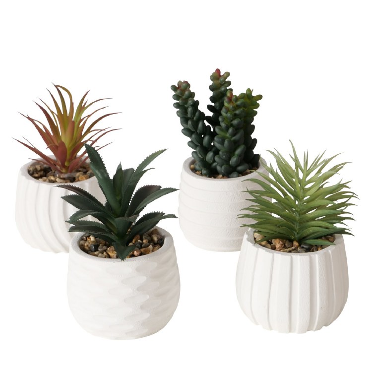 SUCCULENT PLANT-ASSORTED