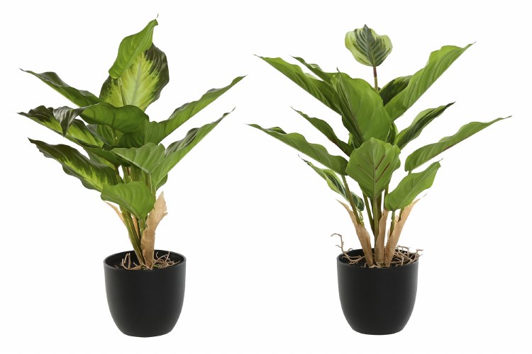 PLANT WITH BLACK POT