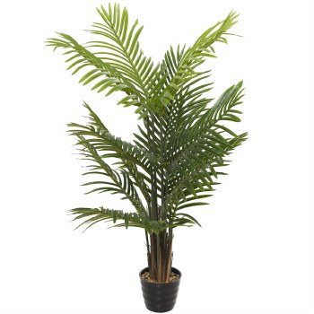 PLAM IN BLACK POT