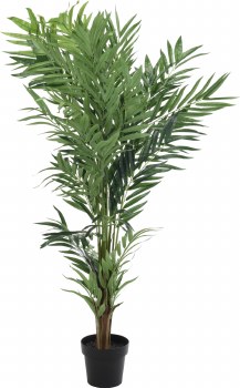 FERN PLANT IN POT