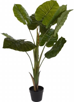 TARO GIANT PLANT
