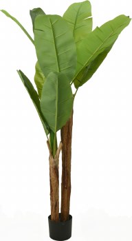 BANANA PLANT TREE