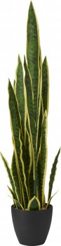 SANSEVIERA PLANT