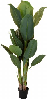 BANANA PLANT IN POT