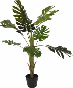 MONSTERA PALNT IN POT