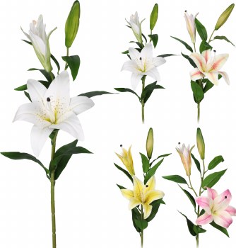 TIGER LILY PLANT