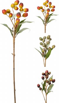 BERRY BRANCH
