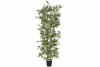 BAMBOO GREEN PLANT