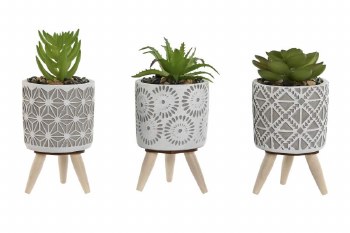 SUCCULENT PLANT