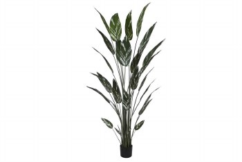 SKYBIRD LEAF PLANT