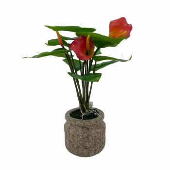 RED ANTHURIUM PLANT IN POT