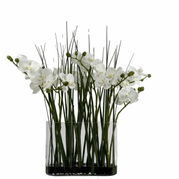 ORCHID PLANT IN FLAT GLASS VASE