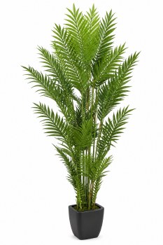 FERN PALM
