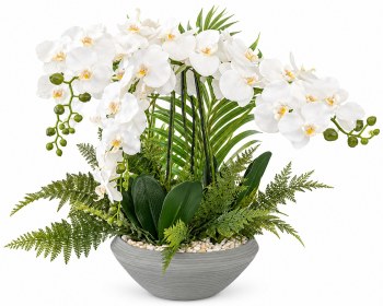 BONSAI ORCHID PLANT