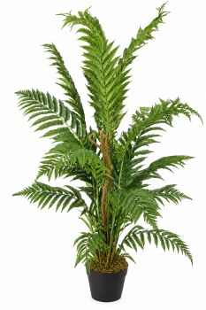 FERN PLANT IN POT