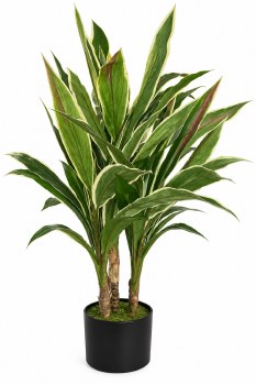 CORDYLINE PLANT IN POT