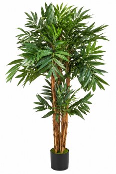 PLAM TREE PLANT