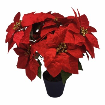 RED POINSETTIA PLANT