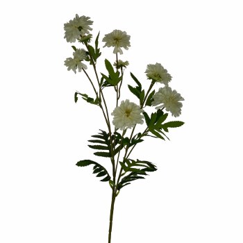 COCO ZINNIA FLOWER-WHT