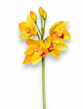 CYMBIDIUM STEM-YELLOW