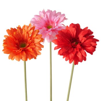 GERBERA FLOWER STEM