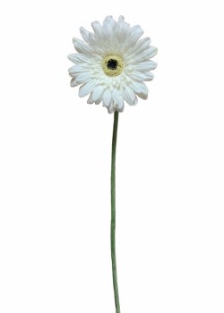 GERBERA STEM-WHITE