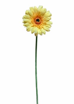 GERBERA STEM-YELLOW