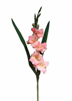 GLADIOLUS SPRAY-PINK