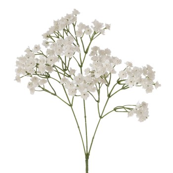 GYPSOPHILIA STEM